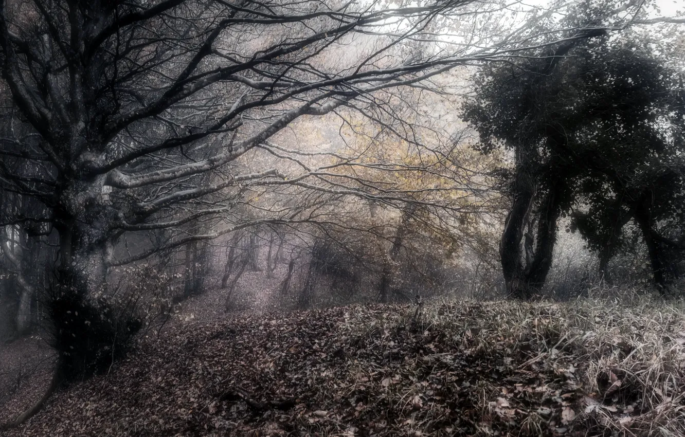 Фото обои природа, туман, мрак
