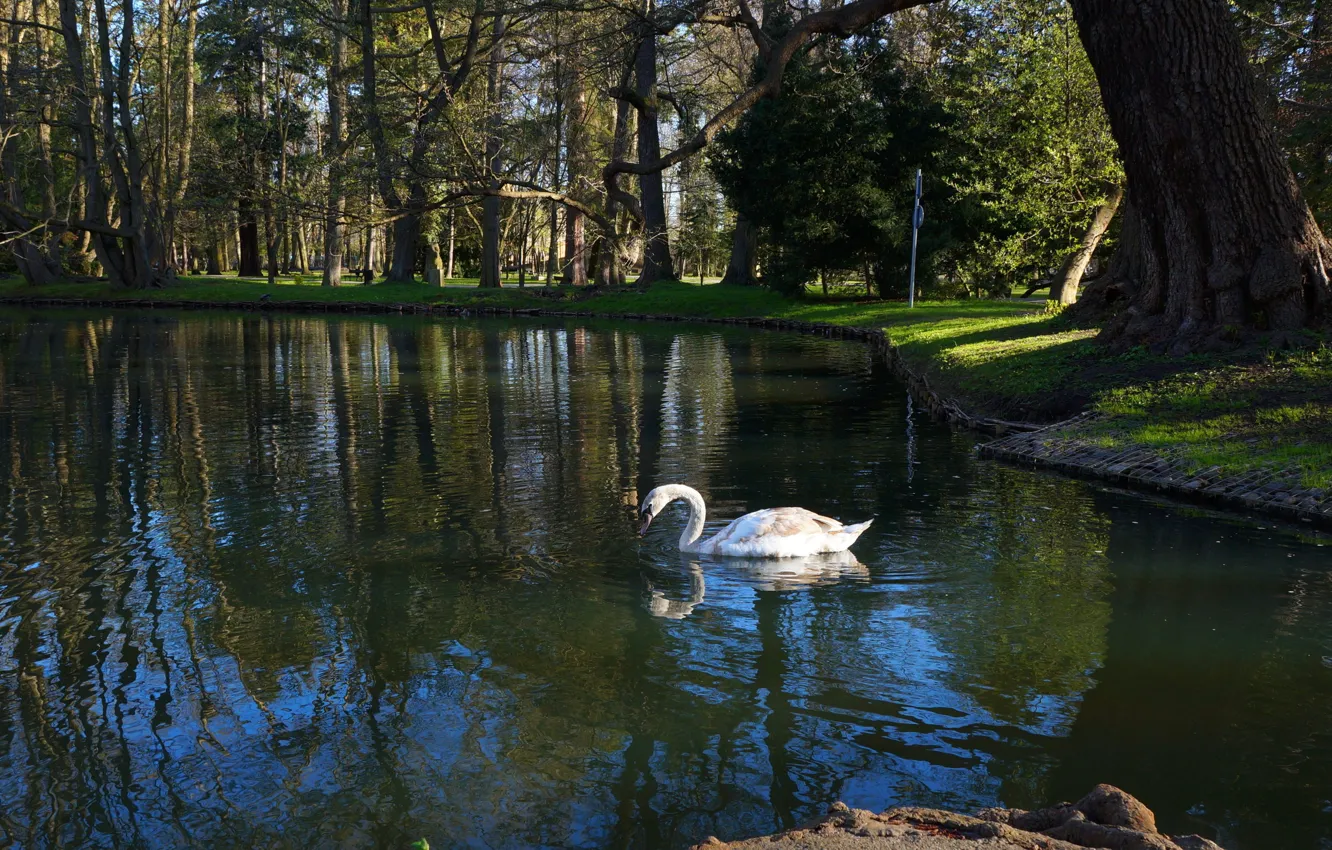 Фото обои swan, bird, park, lake