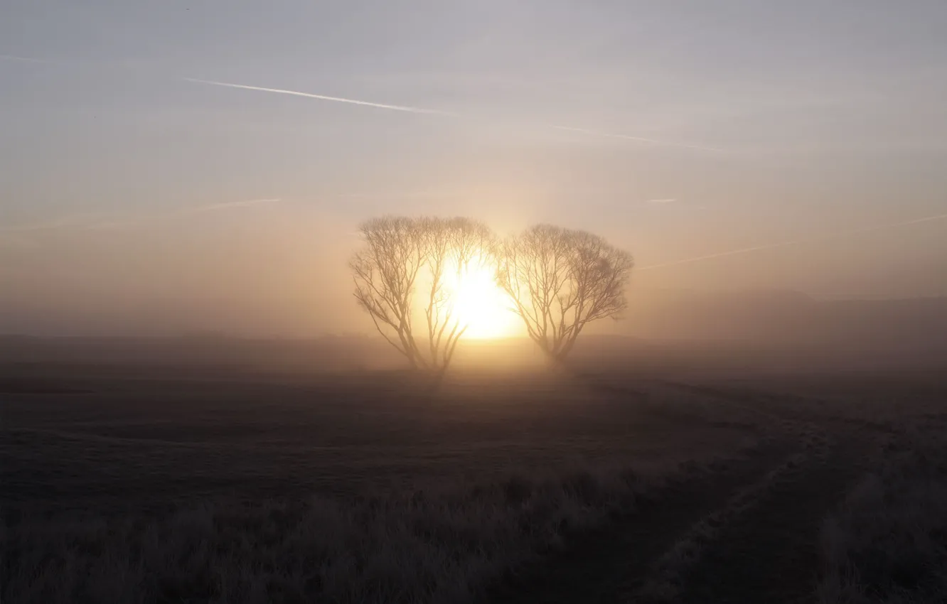 Фото обои солнце, туман, восход, дерево