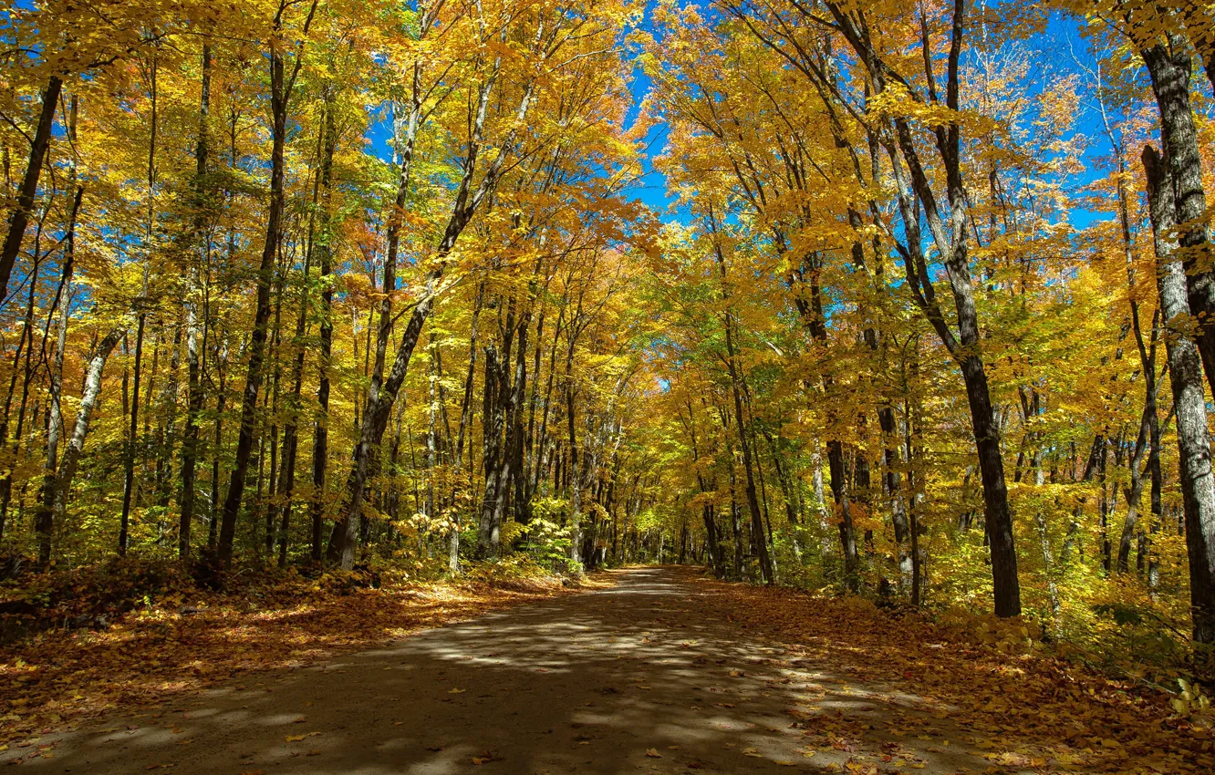Фото обои дорога, осень, деревья, Канада, Онтарио, Canada, Ontario, Algonquin Provincial Park