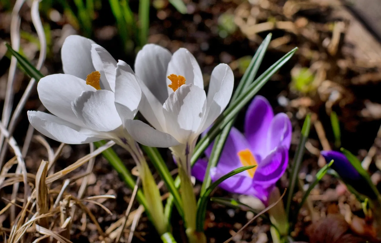 Фото обои белый, фиолетовый, макро, цветы, весна, бутон, первоцвет, Крокусы