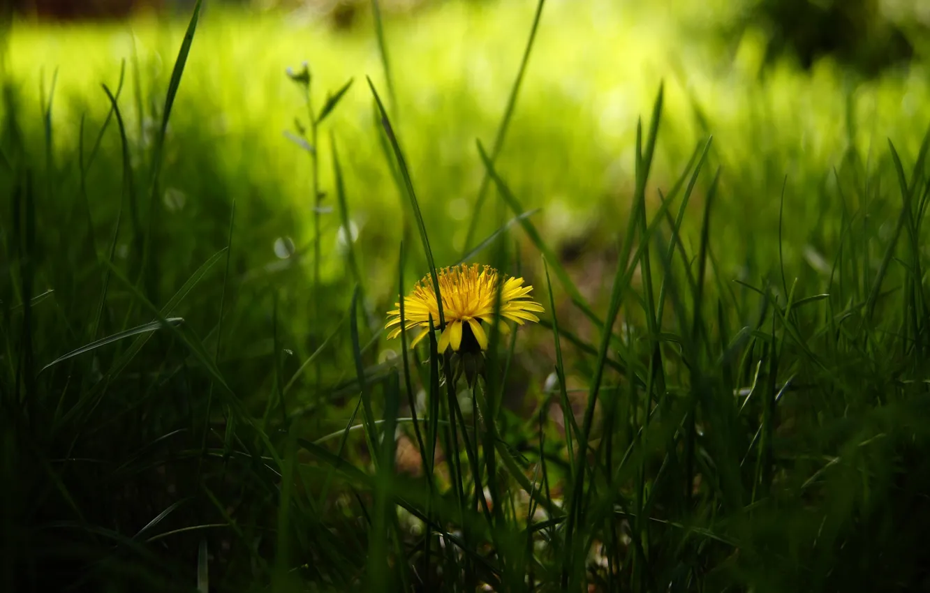 Фото обои зелень, трава, желтый, одуванчик, весна, размытость