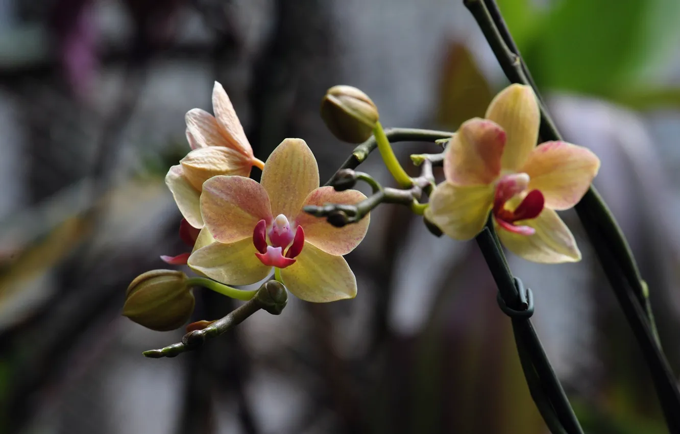 Фото обои цветок, фото, орхидея