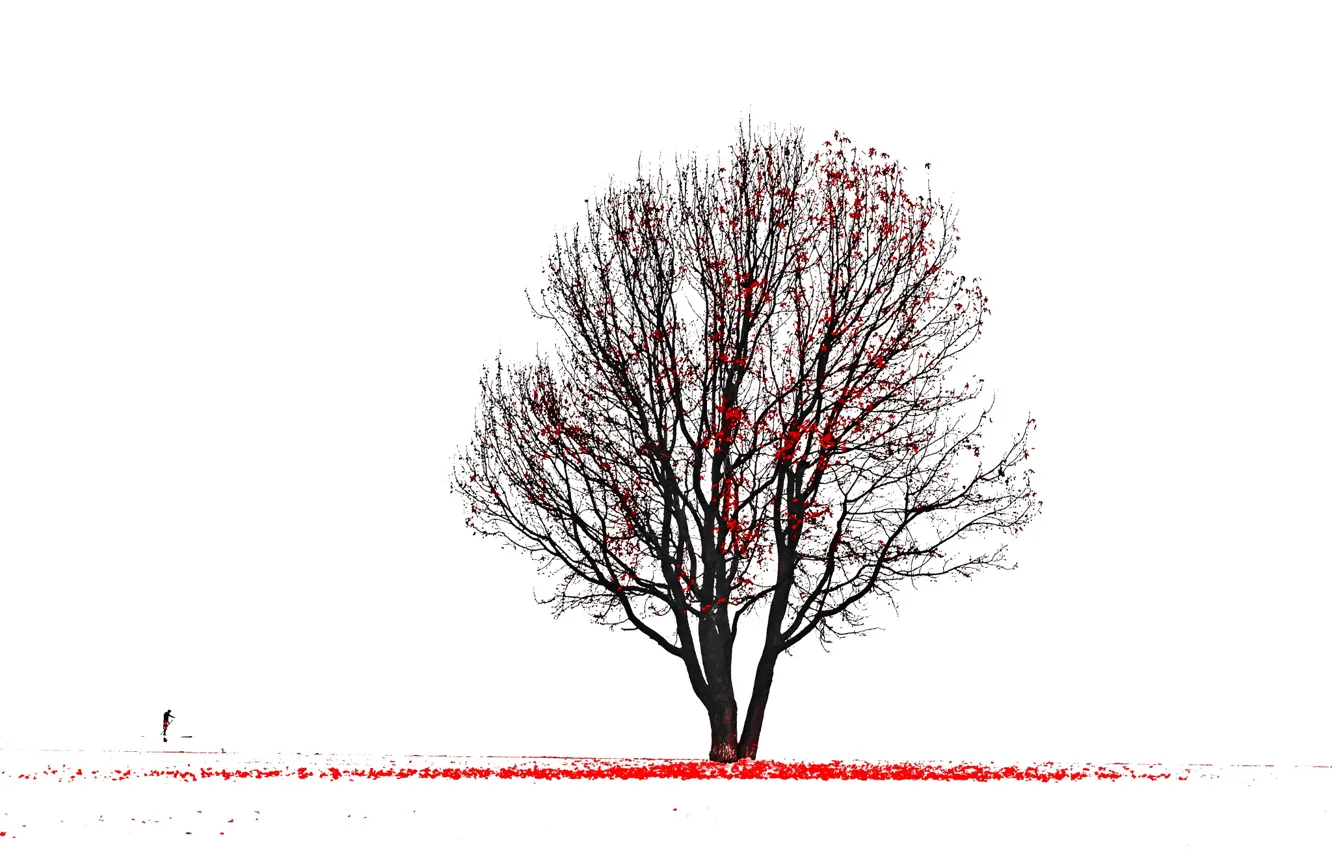 Фото обои дерево, силуэт, листья красные