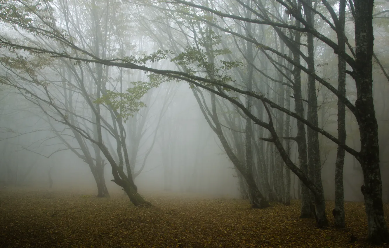 Фото обои лес, деревья, туман, Осень