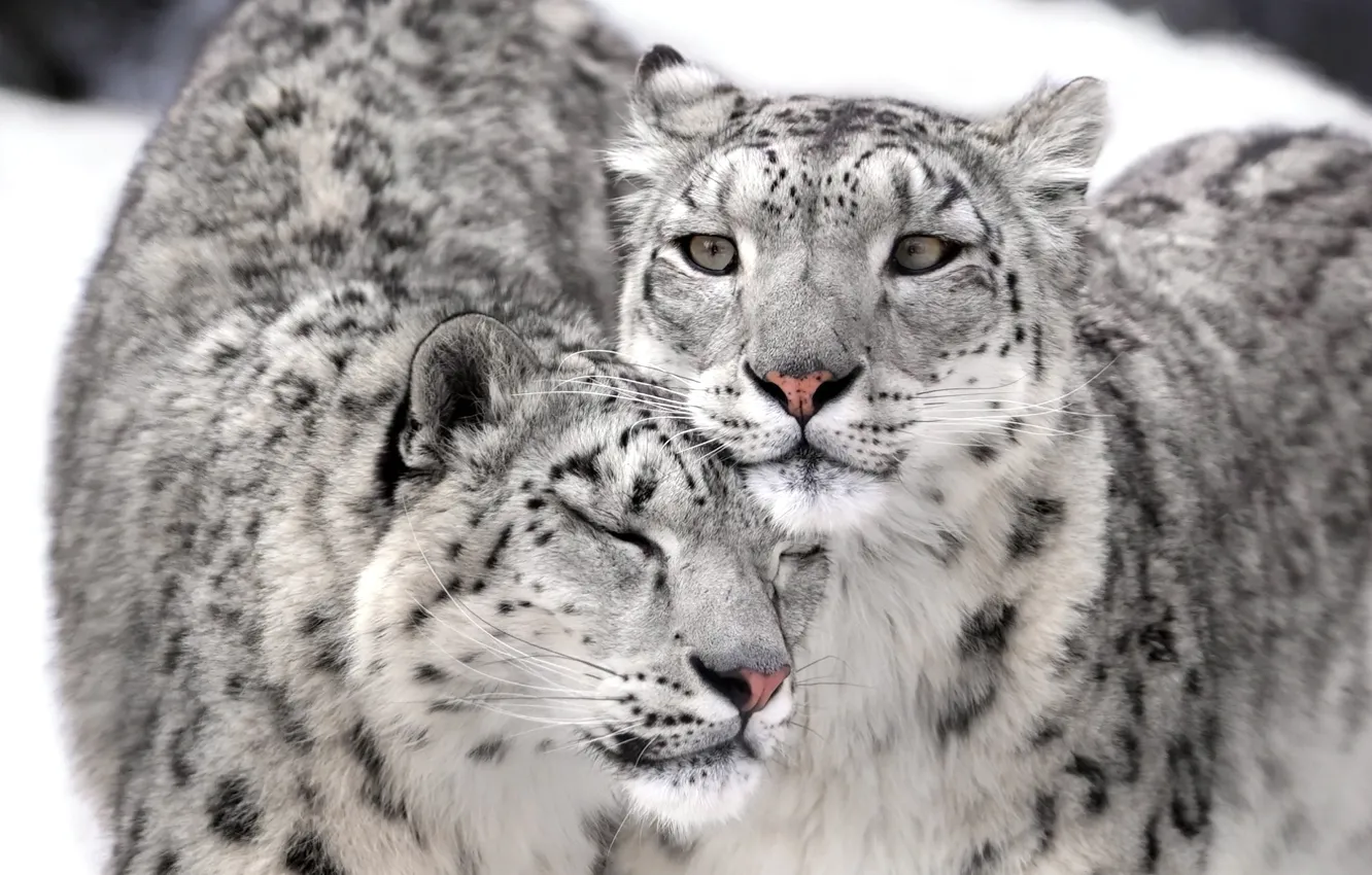 Фото обои ирбис, snow leopard, котэ, couple, fluffy, irbis
