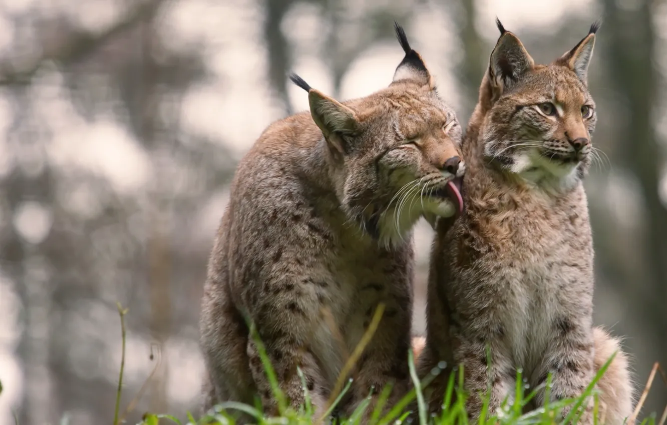 Фото обои animals, nature, mammal, big cats, animal themes, group of animals, two Lynx