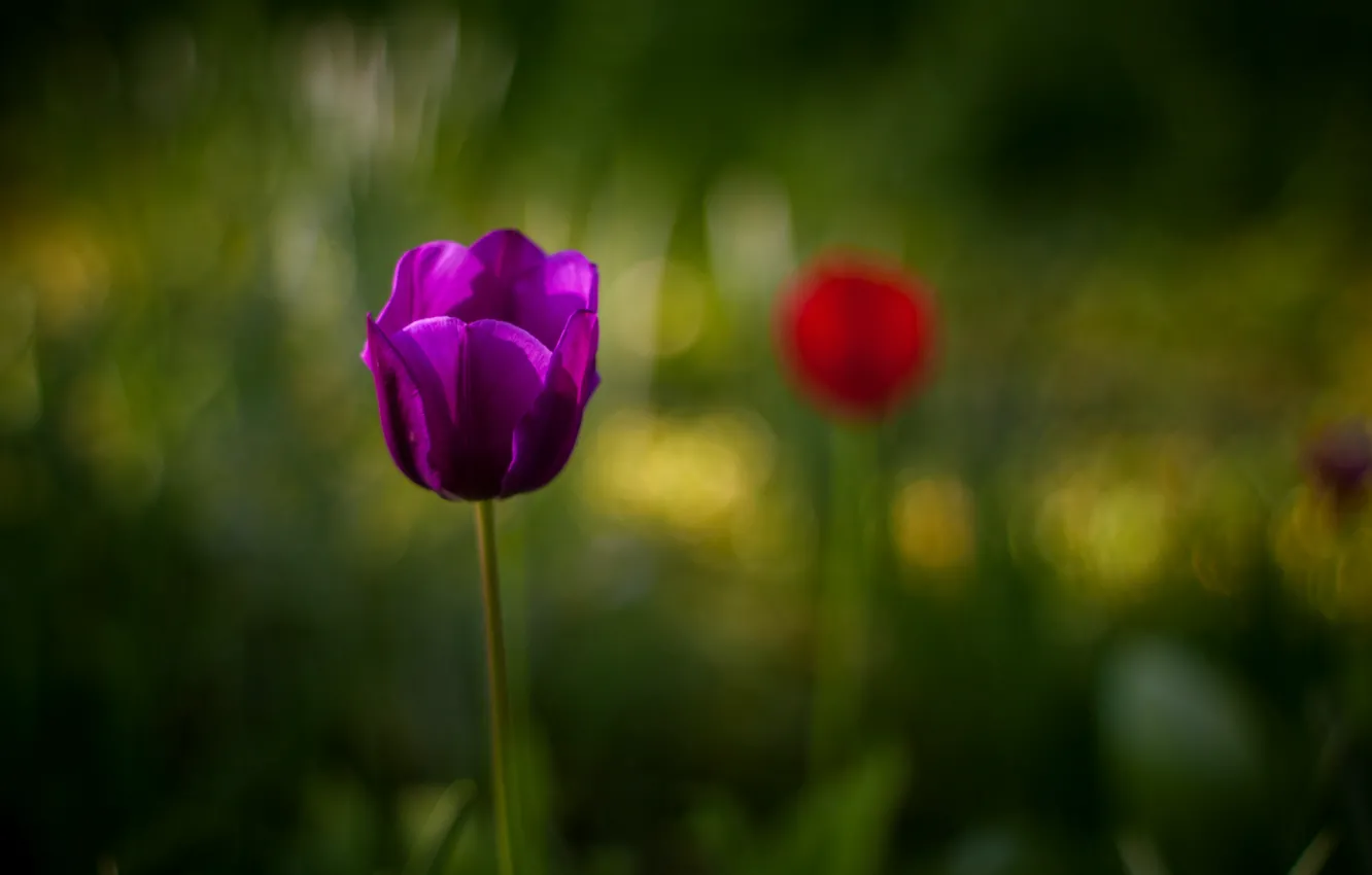 Фото обои цветок, фиолетовый, макро, размытость, Тюльпан
