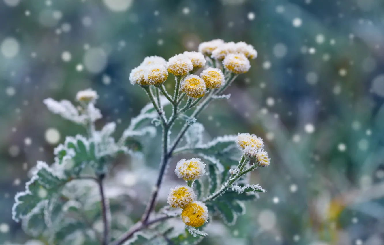 Фото обои Цветы, Сад, Мороз, Frost, Garden, Winter landscaping, Зимний ландшафтный дизайн