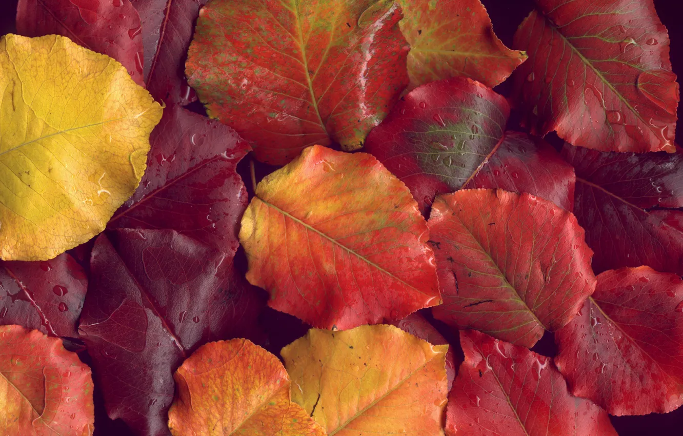 Фото обои осень, листья, капли, макро, фото, обои, осенние обои