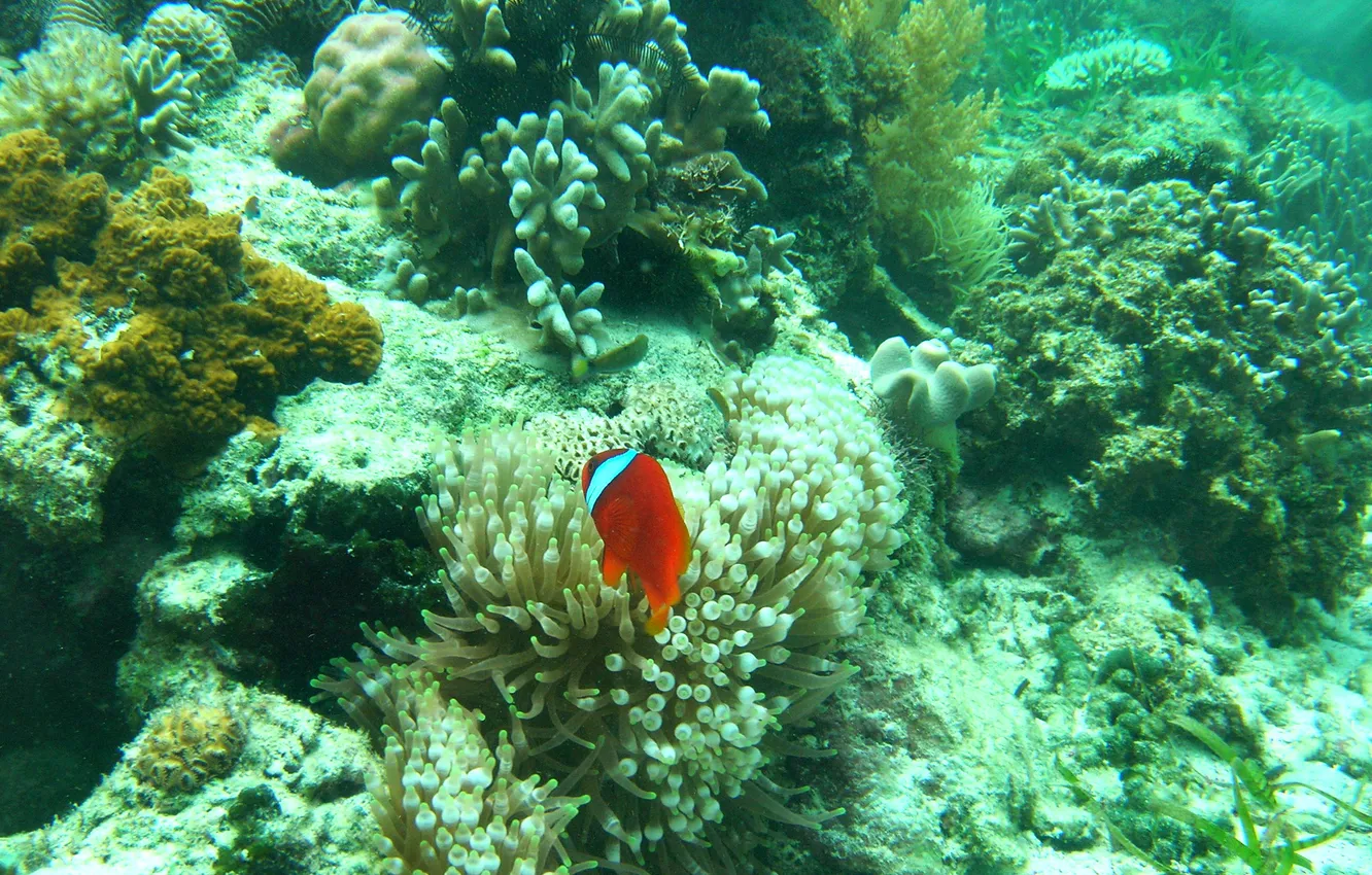Фото обои рыбы, кораллы, подводный мир, Nikon E5600, pamilacan under water