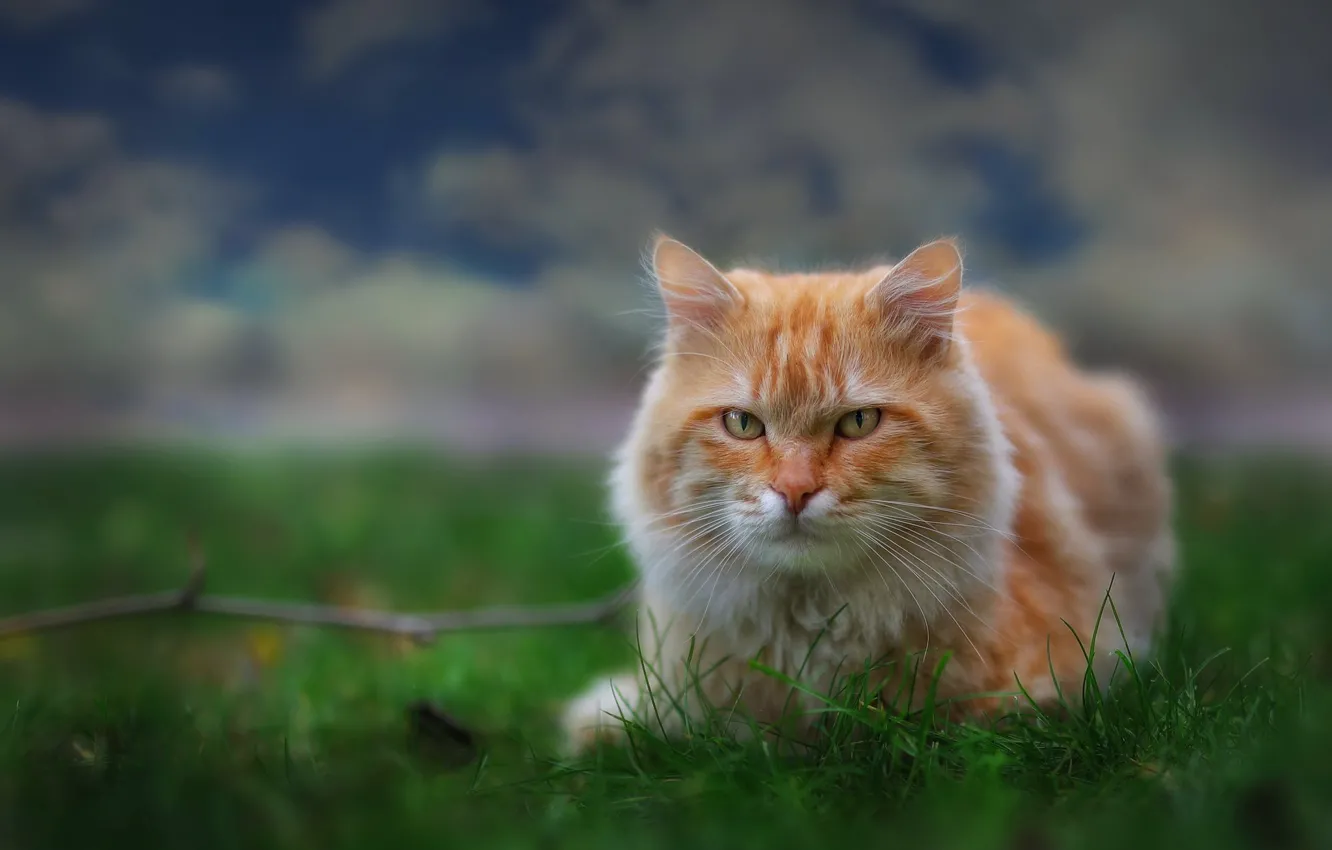 Фото обои зелень, кошка, небо, трава, кот, взгляд, морда, облака