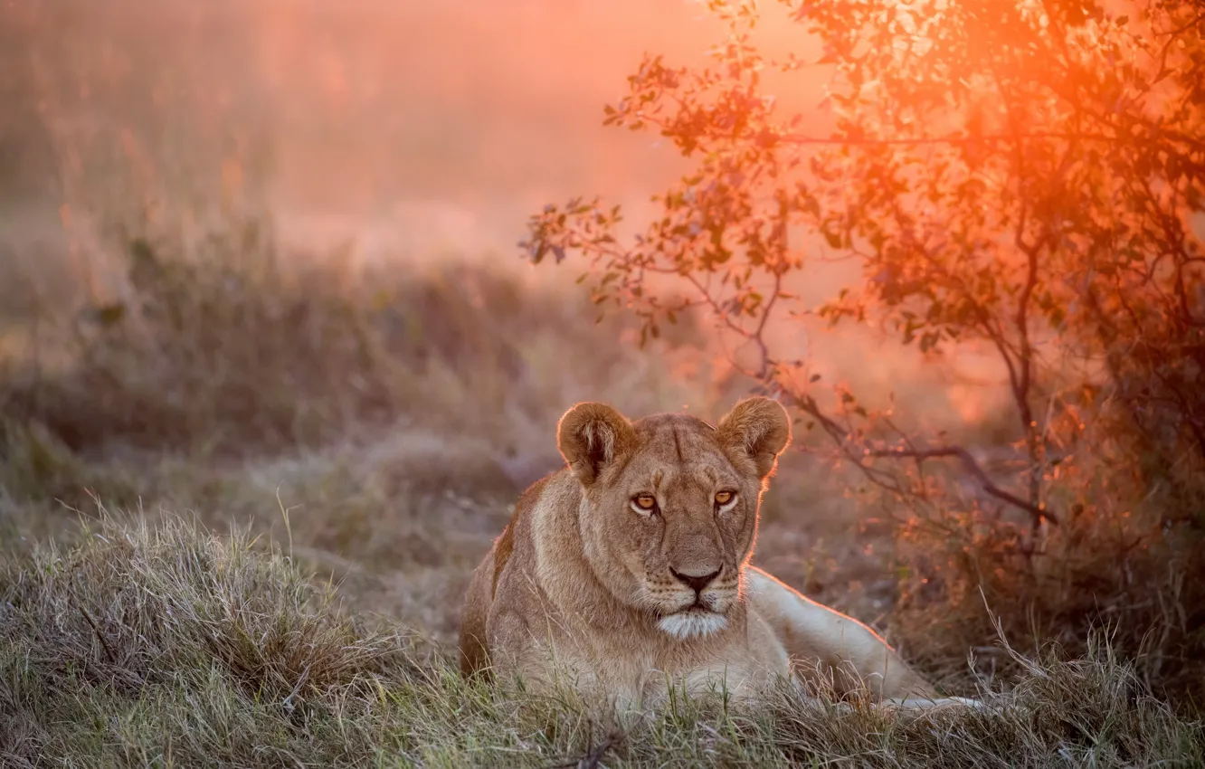 Фото обои закат, львица, дикая природа