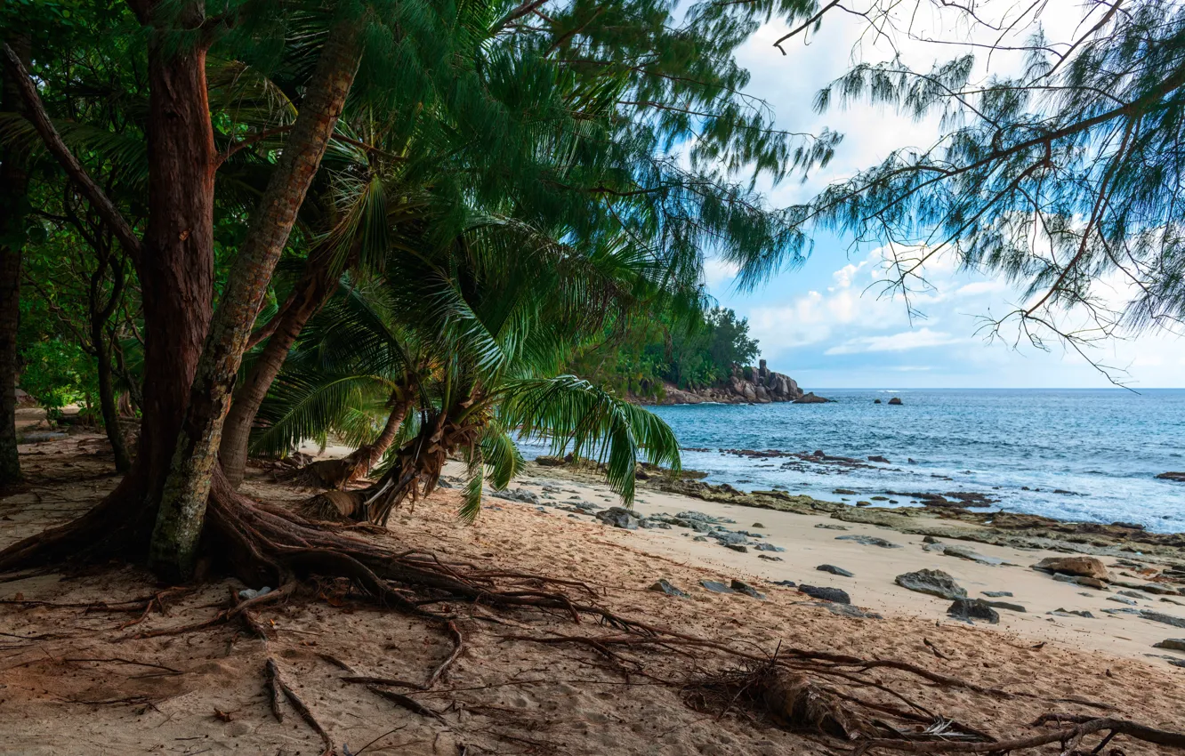 Фото обои green, beach, sea, coast, nature, sand, palms, corals