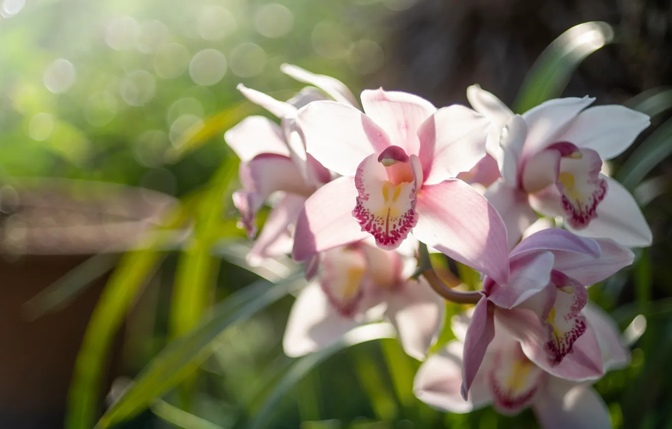 Фото обои макро, экзотика, орхидея