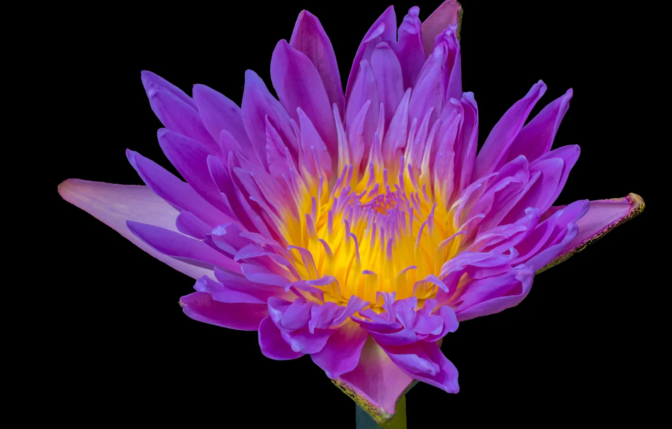 Фото обои Фон, Фиолетовый фон, Water lily, Водяная лилия, Purple flower