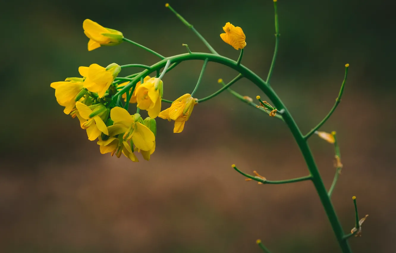 Фото обои макро, фон, жёлтые цветочки, Rodrigo Godinez