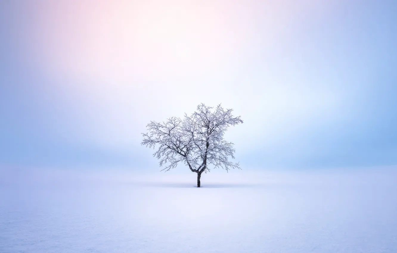Фото обои Winter, snow, tree