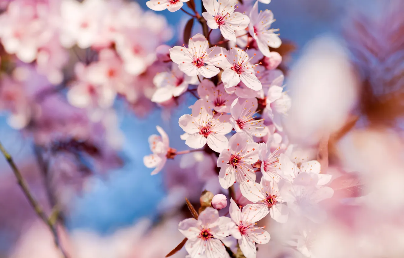 Фото обои макро, весна, Cherry Blossoms