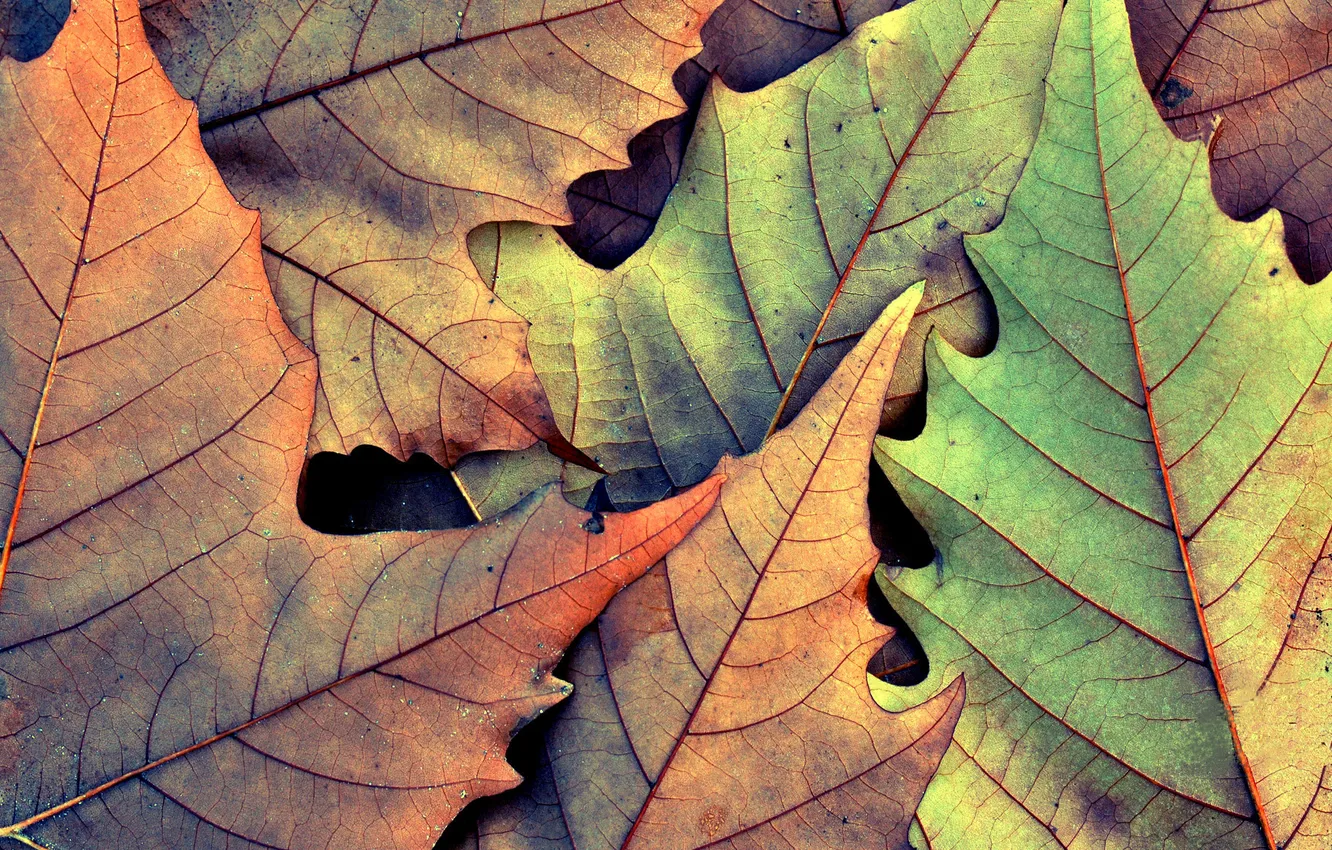Фото обои осень, листья, макро, фото, фон, листок, листки, обои для рабочего стола