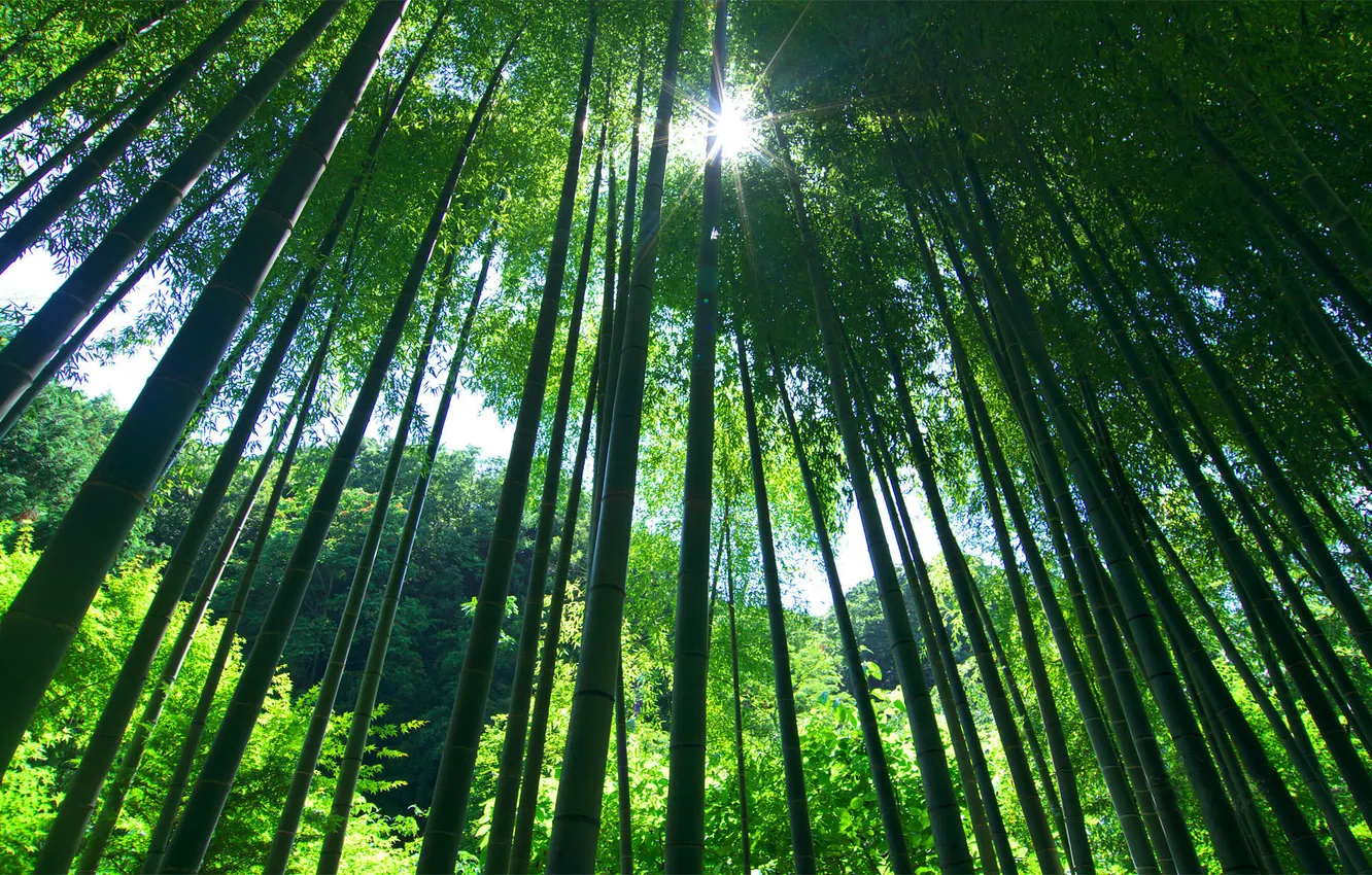 Фото обои зелень, лес, Природа, растения, бамбук