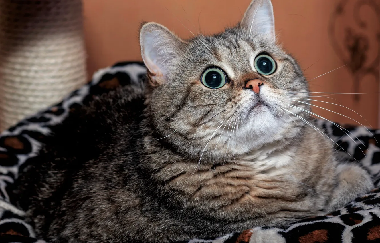 Фото обои кошка, кот, взгляд, морда, поза, серый, портрет, ткань