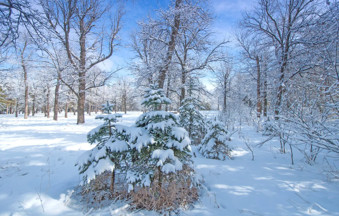 Фото обои зима, лес, снег, деревья, парк, елка, ель
