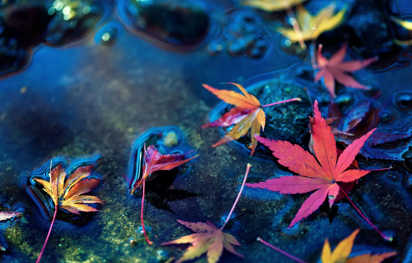 Фото обои листья, вода, макро, камни, фон, widescreen, обои, листик