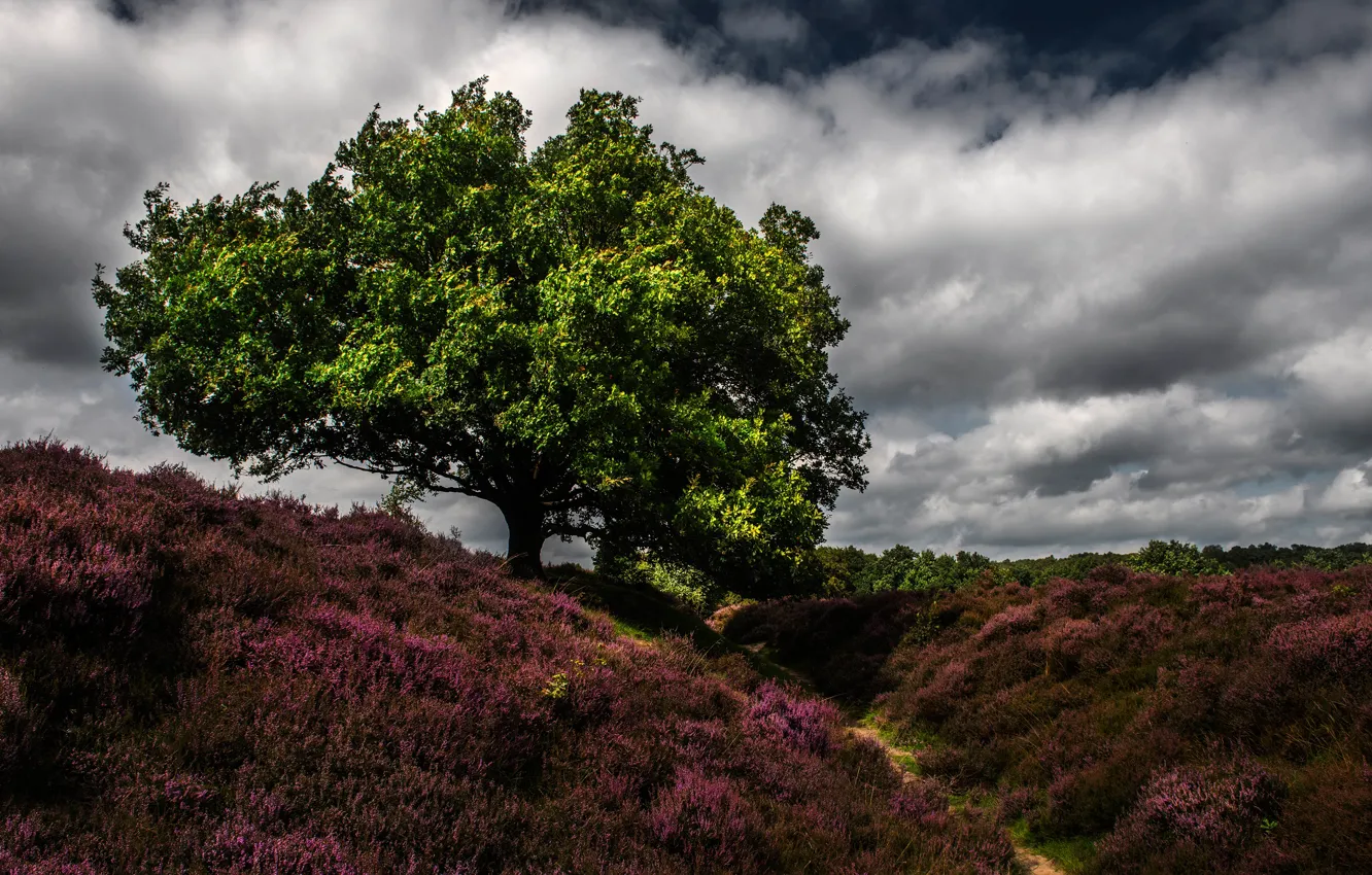 Фото обои трава, облака, деревья, Нидерланды, тропинка