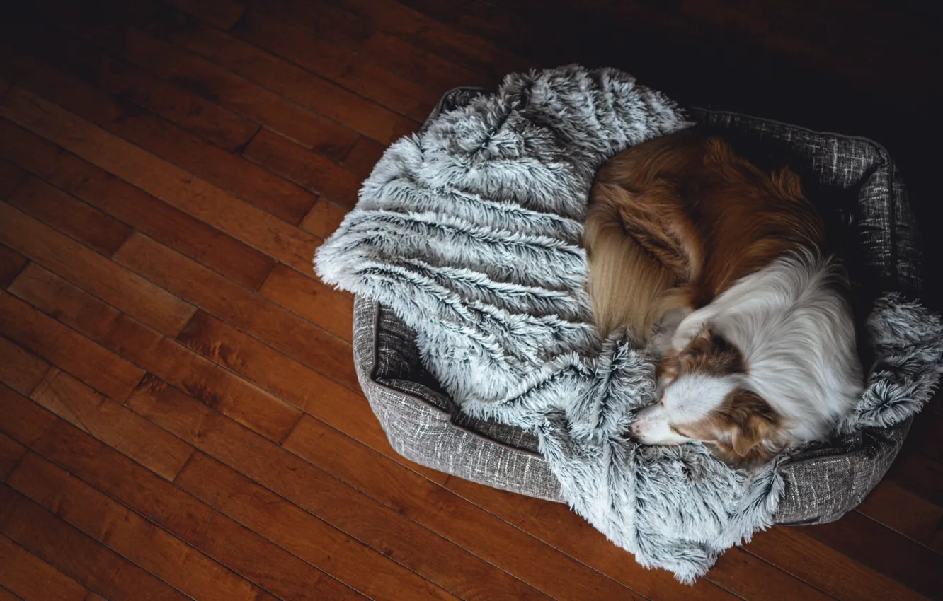 Фото обои уют, дома, собака