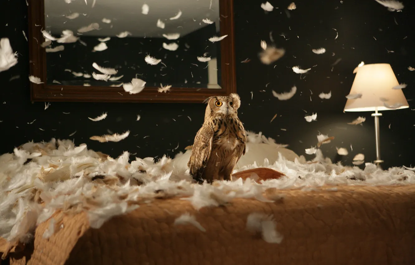 Фото обои комната, сова, птица, мебель, интерьер, перья