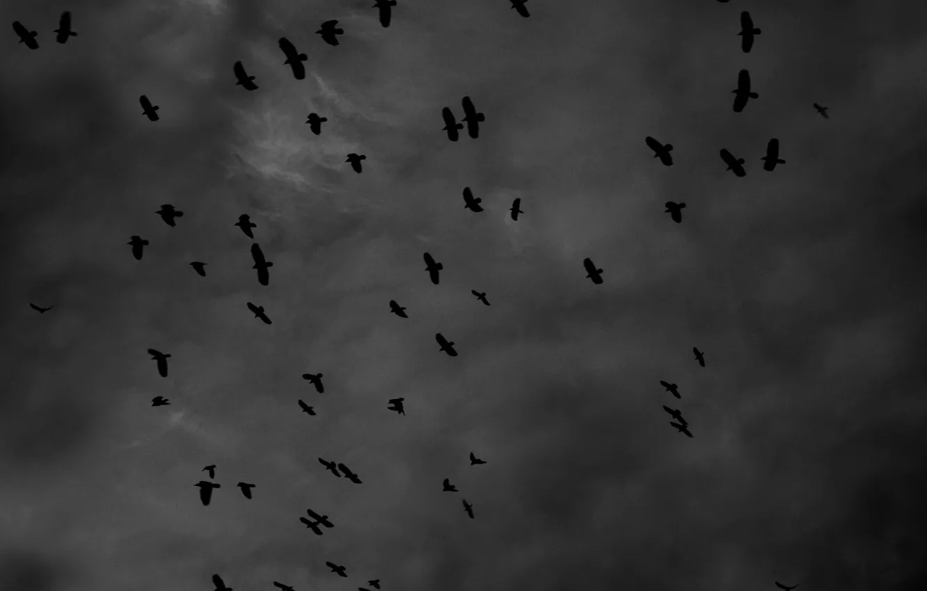 Фото обои черно белое, вороны, crow, черно белое фото, inst:newshtefan