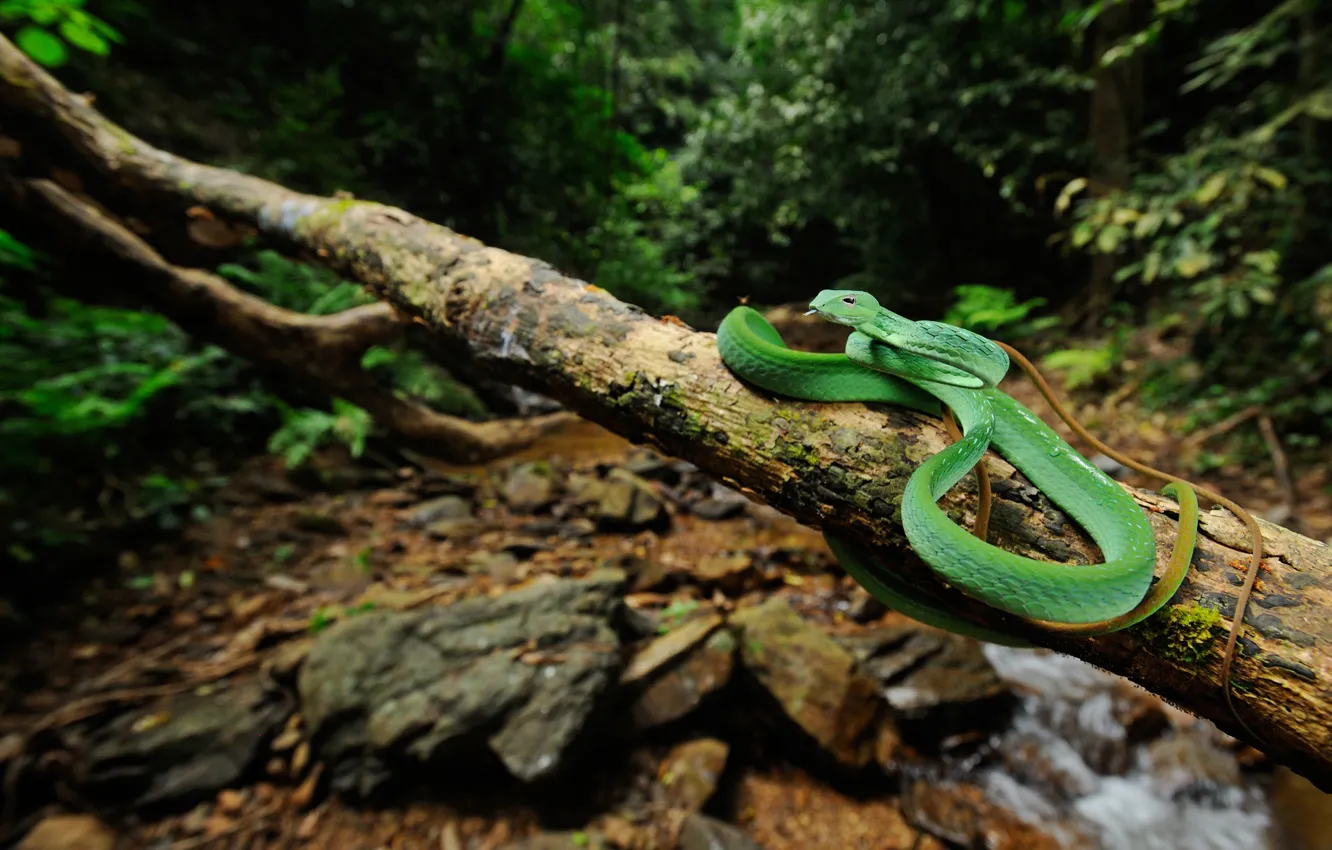 Фото обои лес, ручей, змея, ветка, живая природа