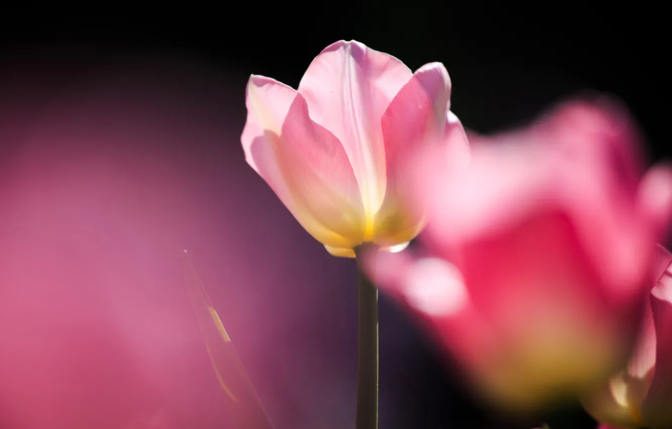 Фото обои розовый, тюльпан, фокус, солнечно