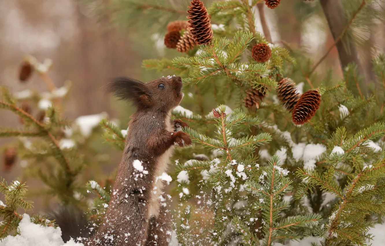 Фото обои зима, снег, ветки, природа, животное, ель, белка, шишки