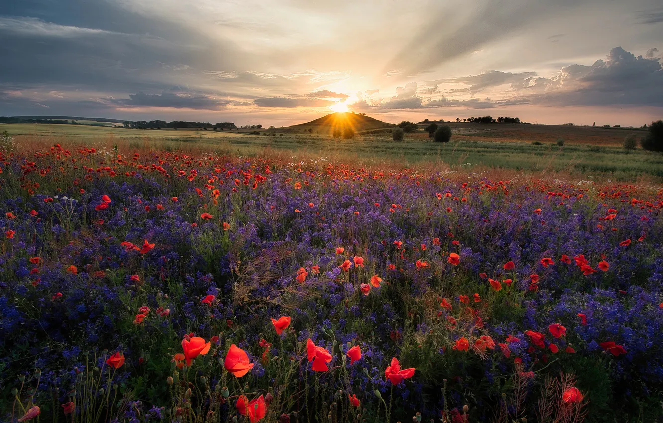 Фото обои солнце, облака, лучи, цветы, горы, красный, маки, даль