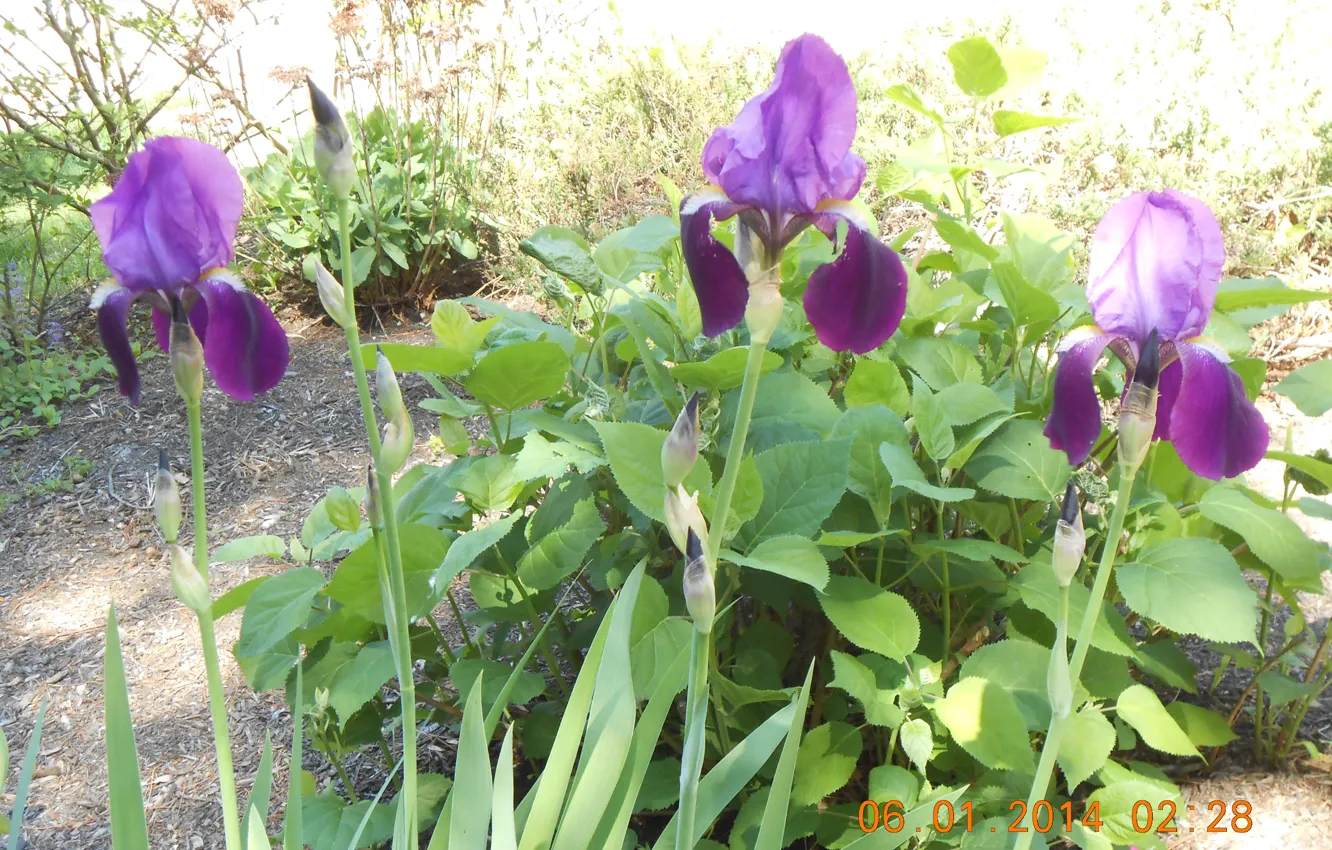 Фото обои garden, purple, iris