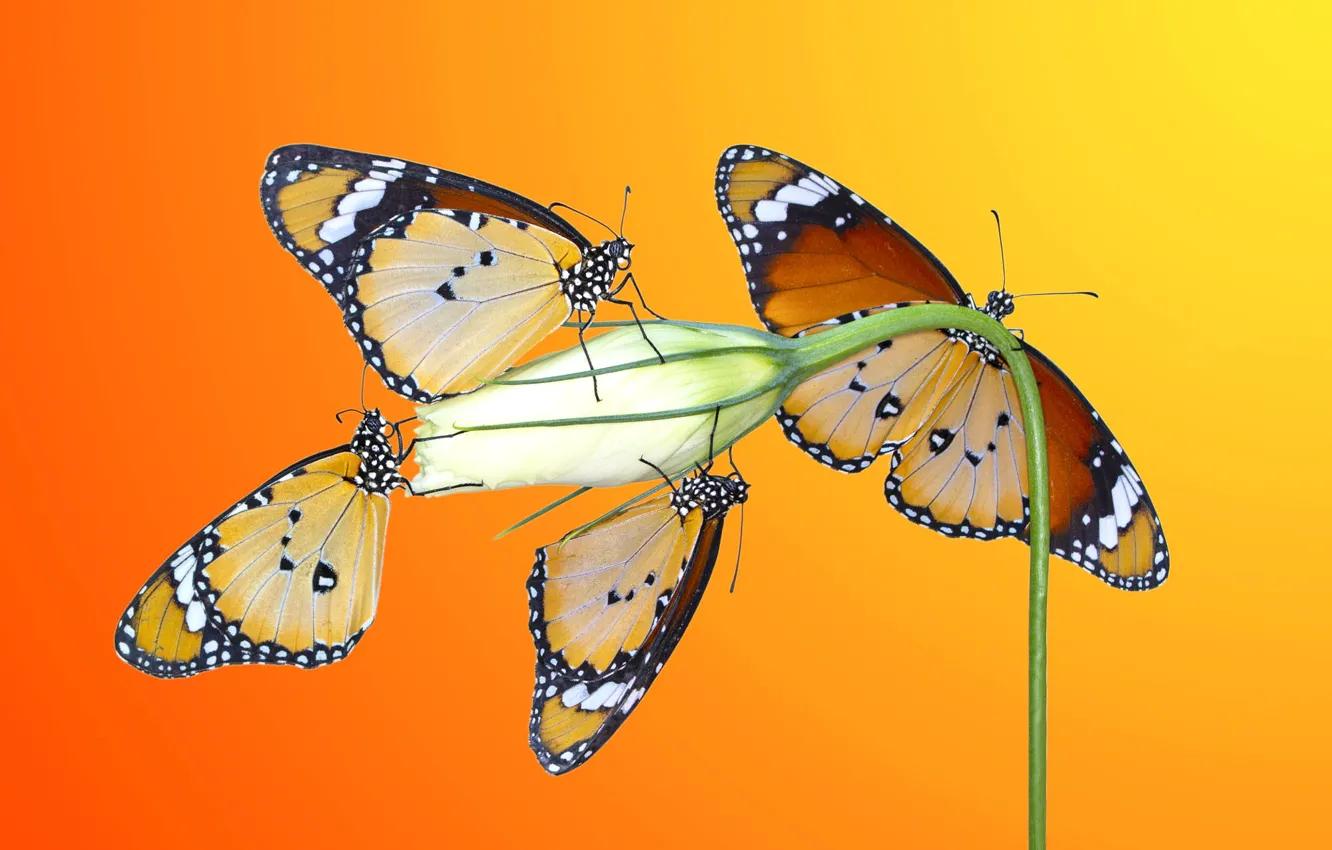 Фото обои цветок, макро, бабочки, насекомые, оранжевый фон, эустома