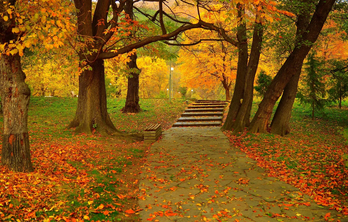 Фото обои осень, парк, листва, colors, дорожка, park, autumn, leaves