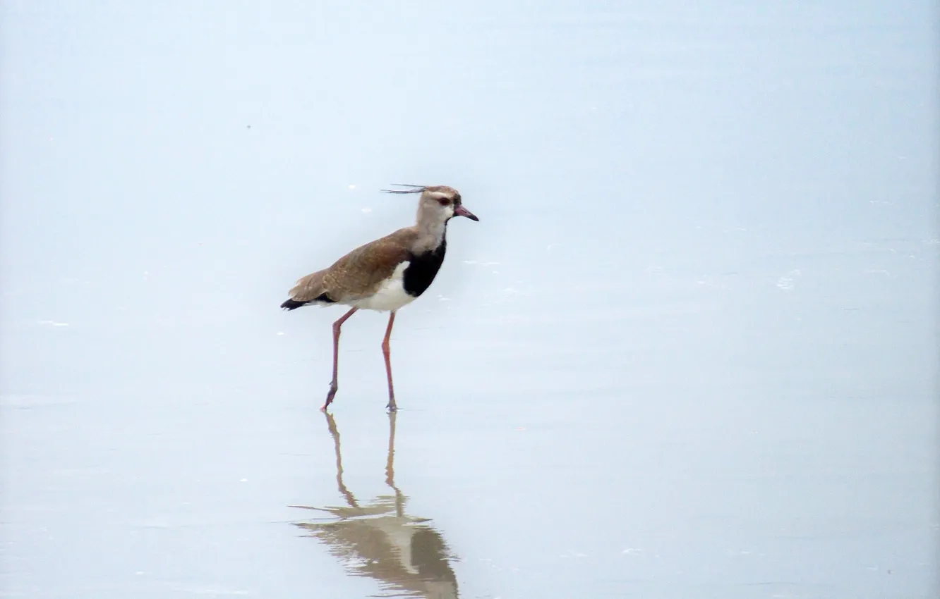 Фото обои Brazil, Ubatuba, Quero-Quero or Southern Lapwing (Vanellus chilensi