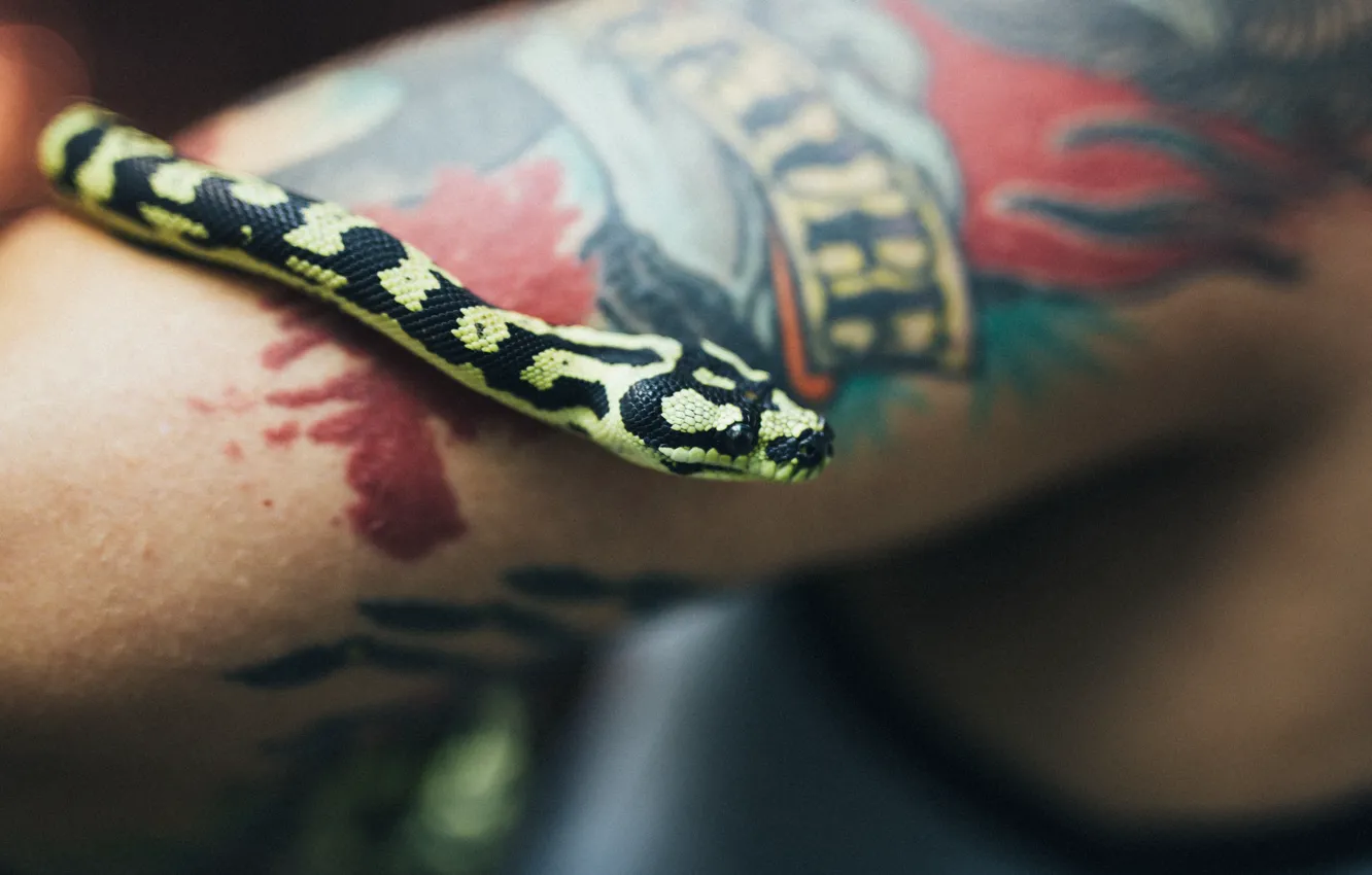 Фото обои рука, змея, чешуя, тату