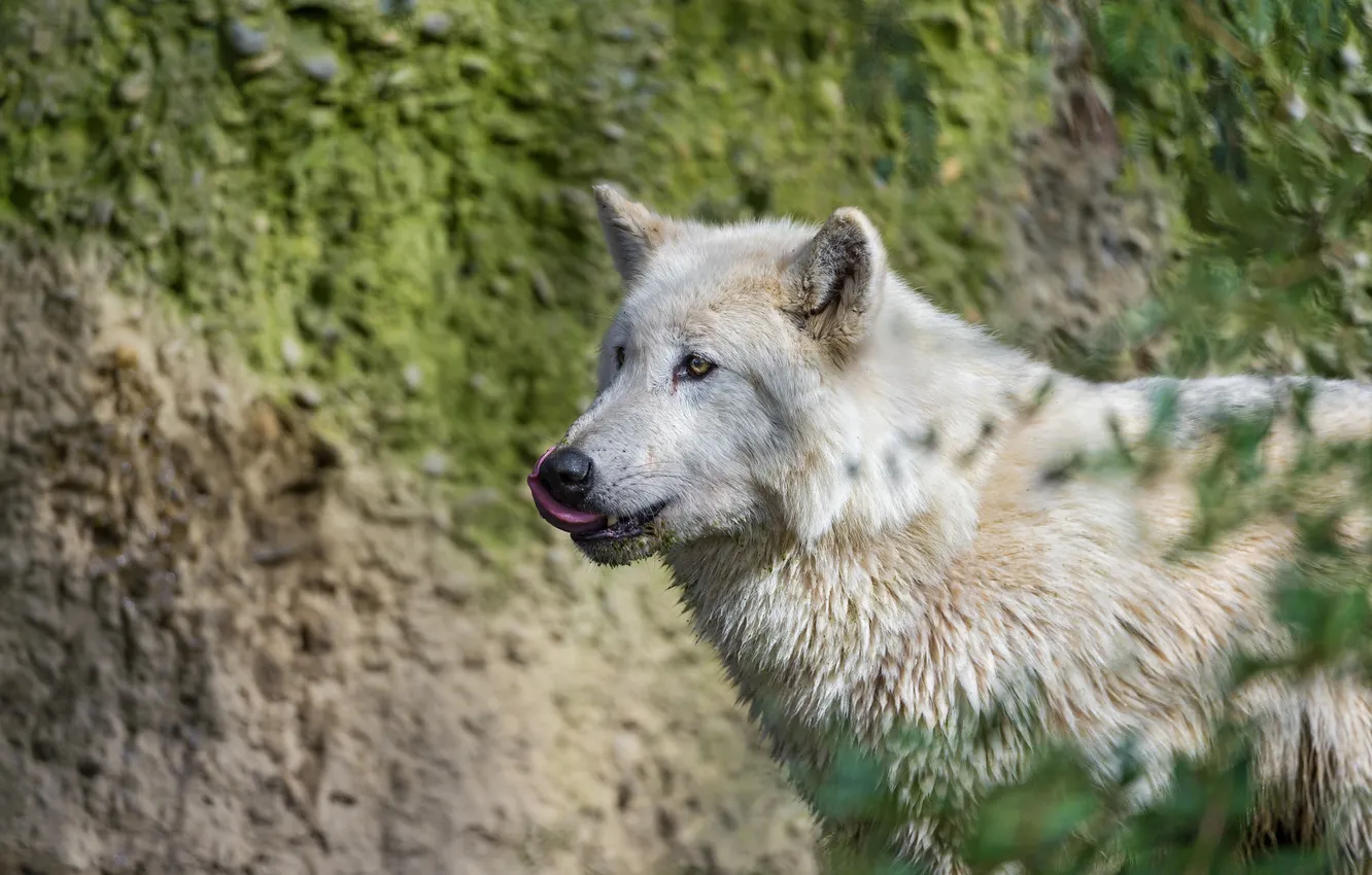 Фото обои волк, хищник, санитар