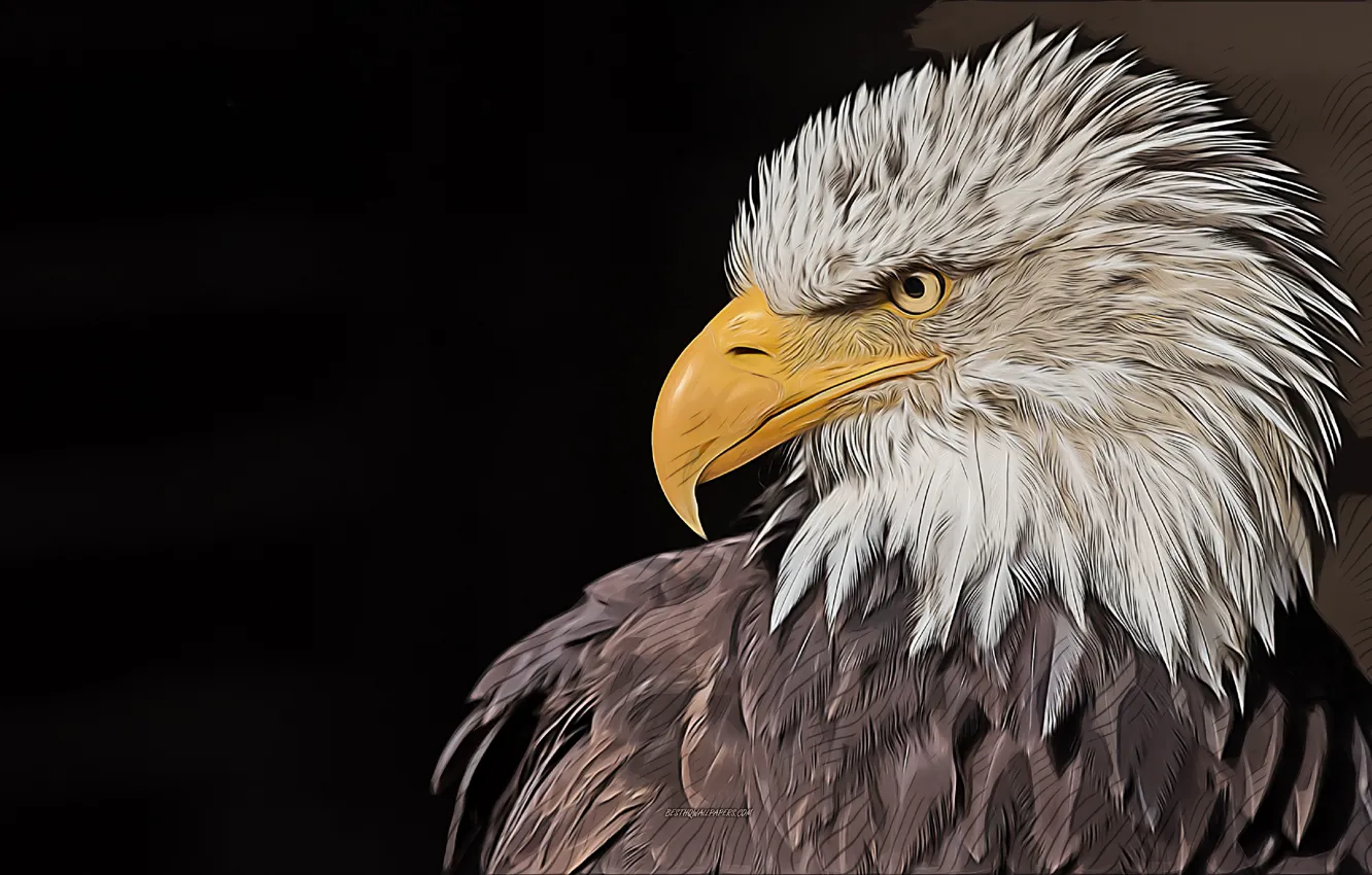 Фото обои predator, bald eagle, vector art, creative art, vector drawing, bald eagle art, bald eagle drawing