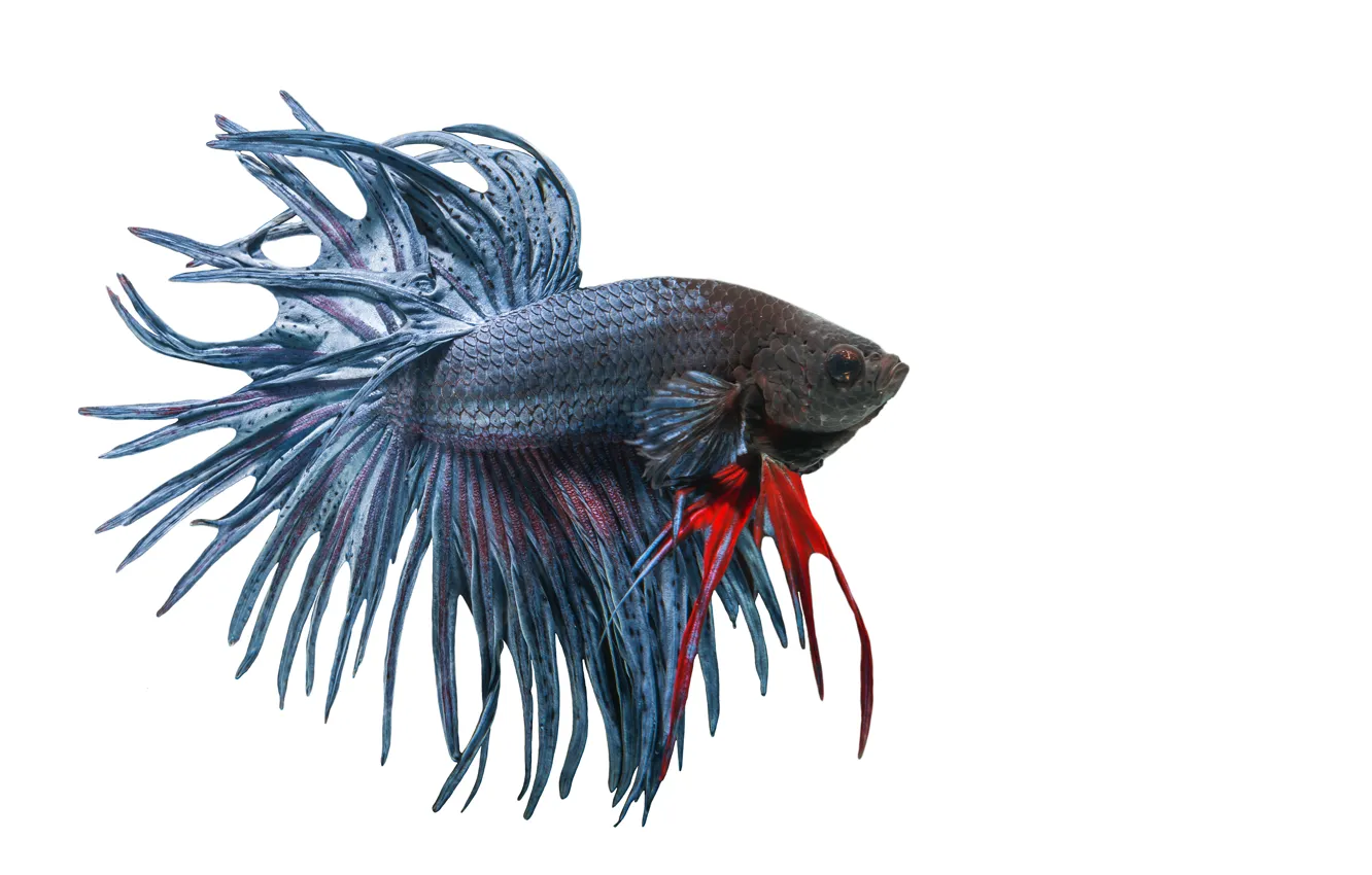 Фото обои white, art, fish, betta