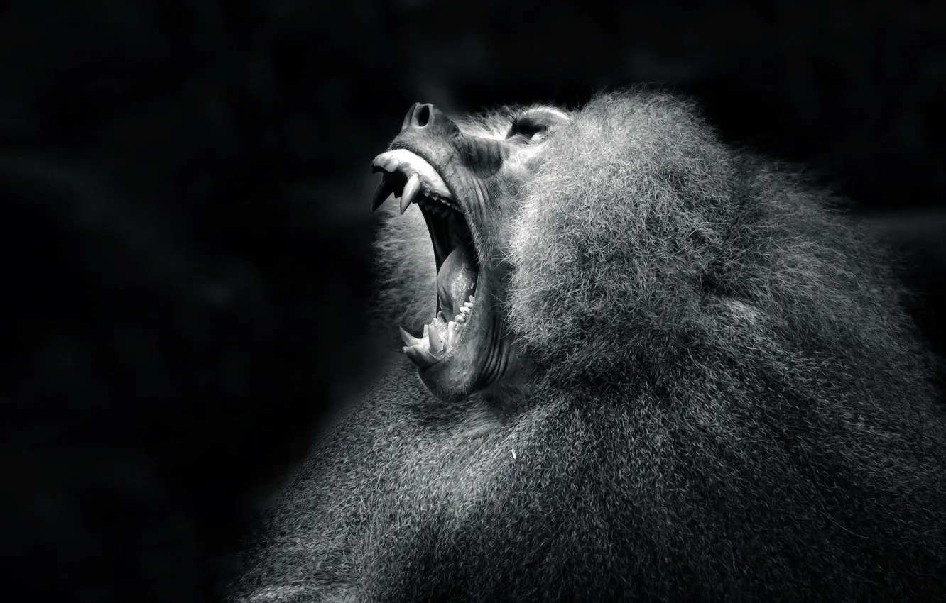 Фото обои monkey, black and white, mammal, baboon, animal themes, short-coated