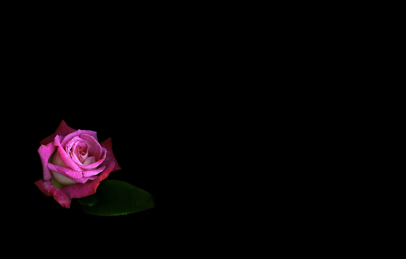 Фото обои цветок, свет, лист, роза, лепестки, полумрак