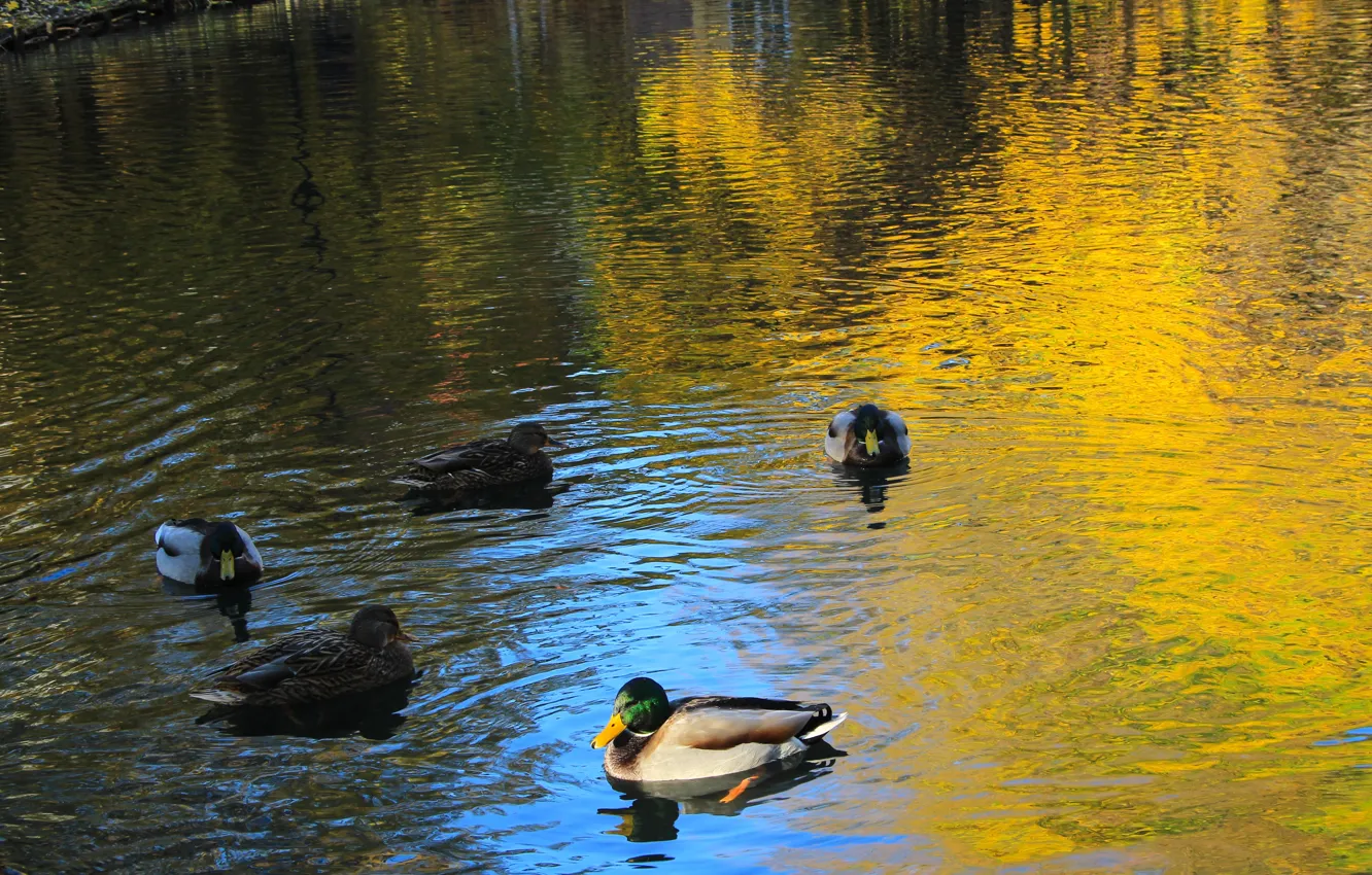 Фото обои water, lake, duck