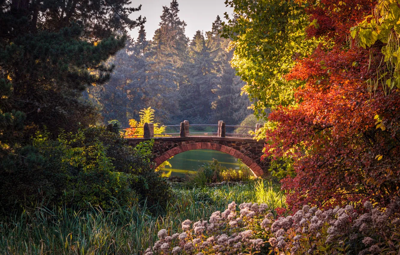 Фото обои осень, деревья, мост, пруд, парк, красота, Германия, кусты