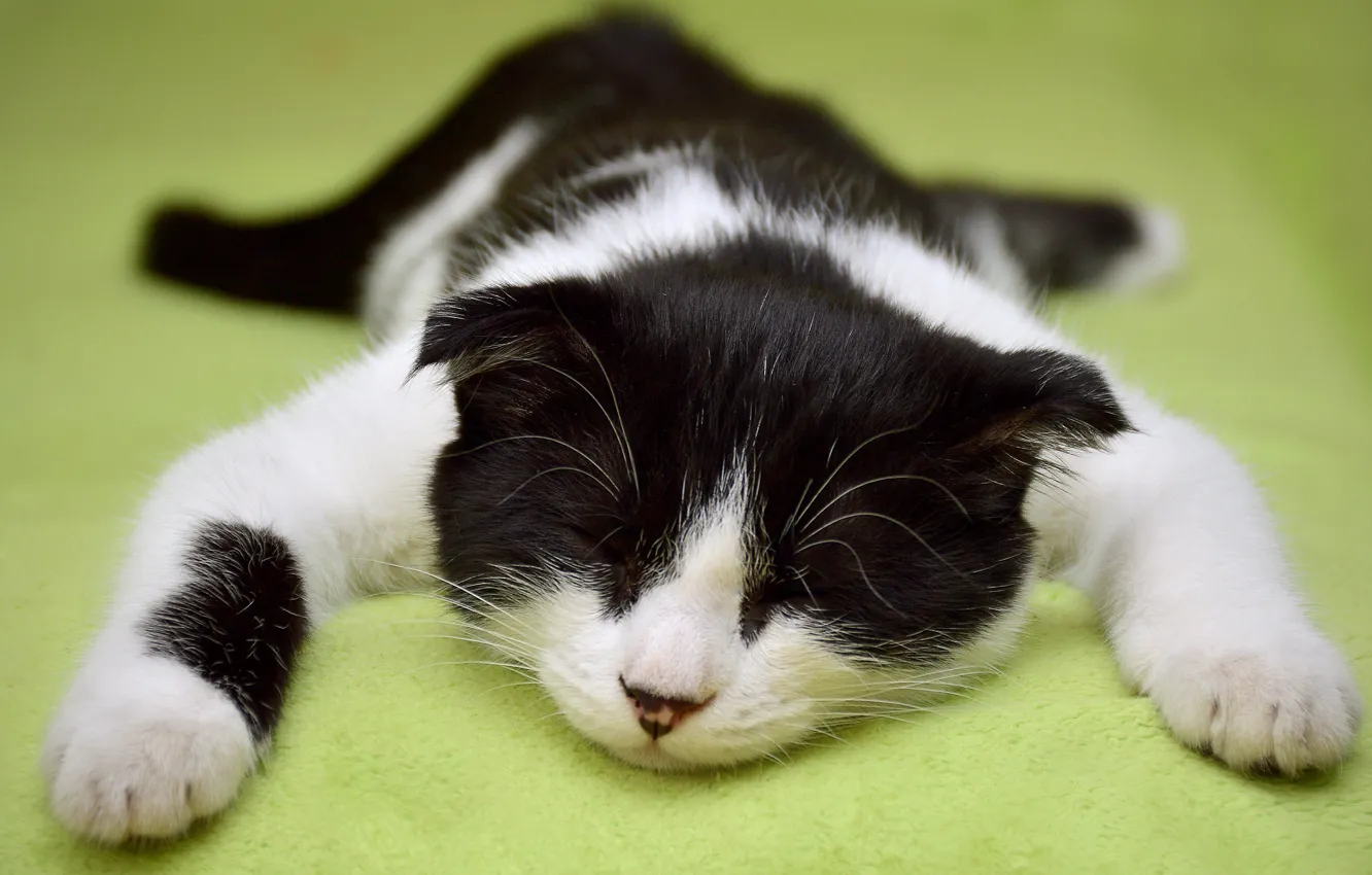 Фото обои кошка, фон, сон, спит, черно-белое, котёнок, развалился