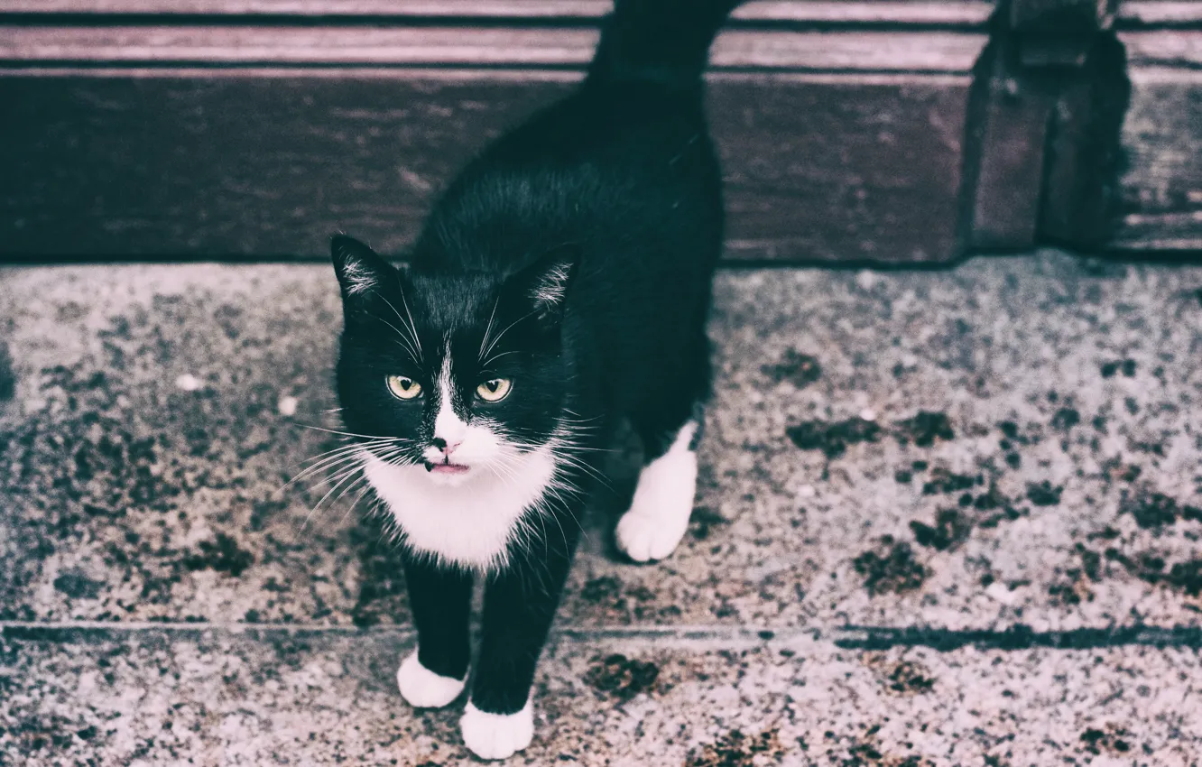 Фото обои глаза, кот, тротуар